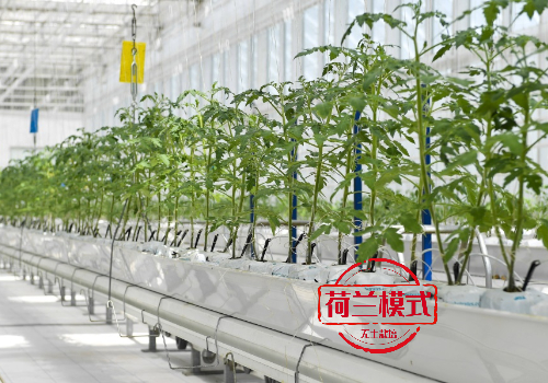 荷蘭模式無(wú)土栽培蔬菜種植設(shè)備生產(chǎn)廠家