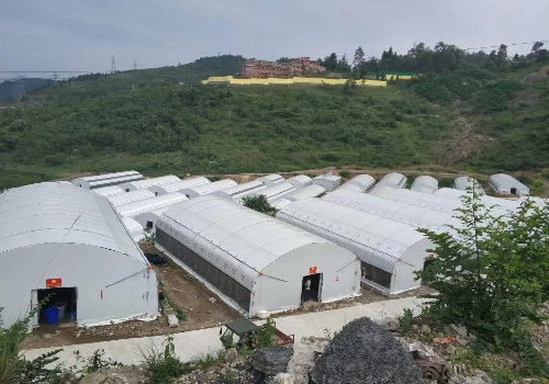 各種食用菌蔬菜大棚建設(shè)造價成本